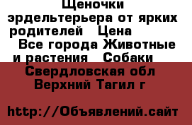Щеночки эрдельтерьера от ярких родителей › Цена ­ 25 000 - Все города Животные и растения » Собаки   . Свердловская обл.,Верхний Тагил г.